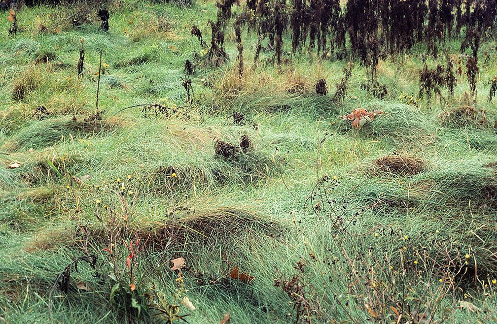 Textures in Grass