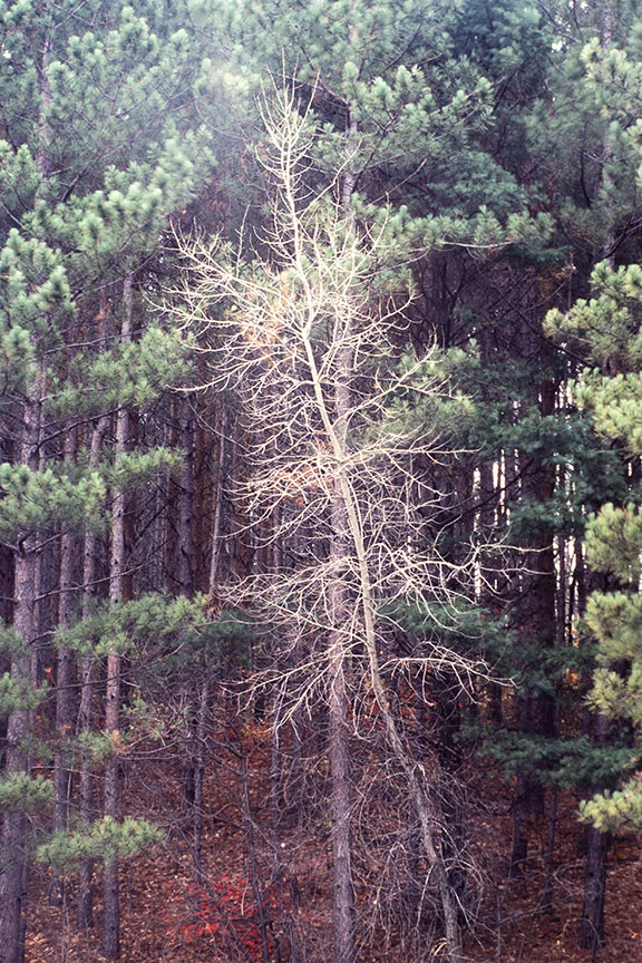 Solo Tree