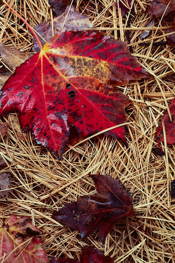 Red Maple And Pine Needles