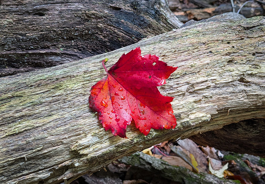 Blue Rocks Red Maple