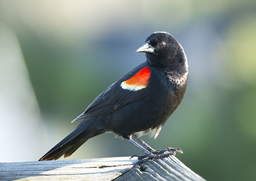 Red-winged Blackbird