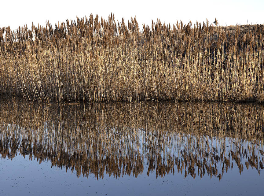 Salem reeds reflection