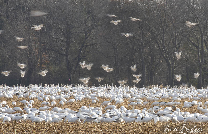 Snow Geese in Mannington