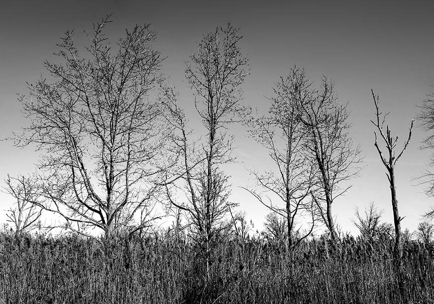 Stark Trees in Black and White