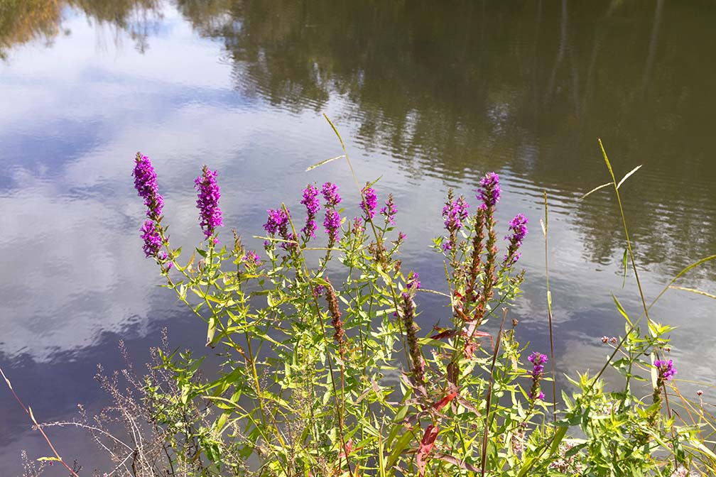 Purple Loosestrife