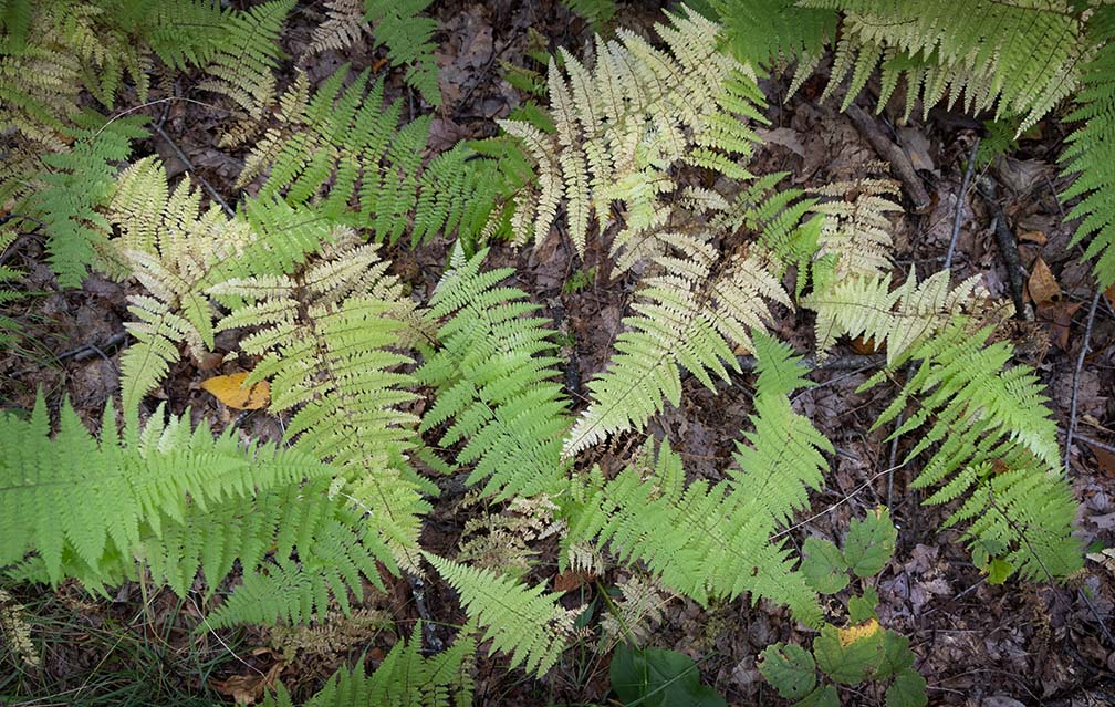 Stokes Forest Fern