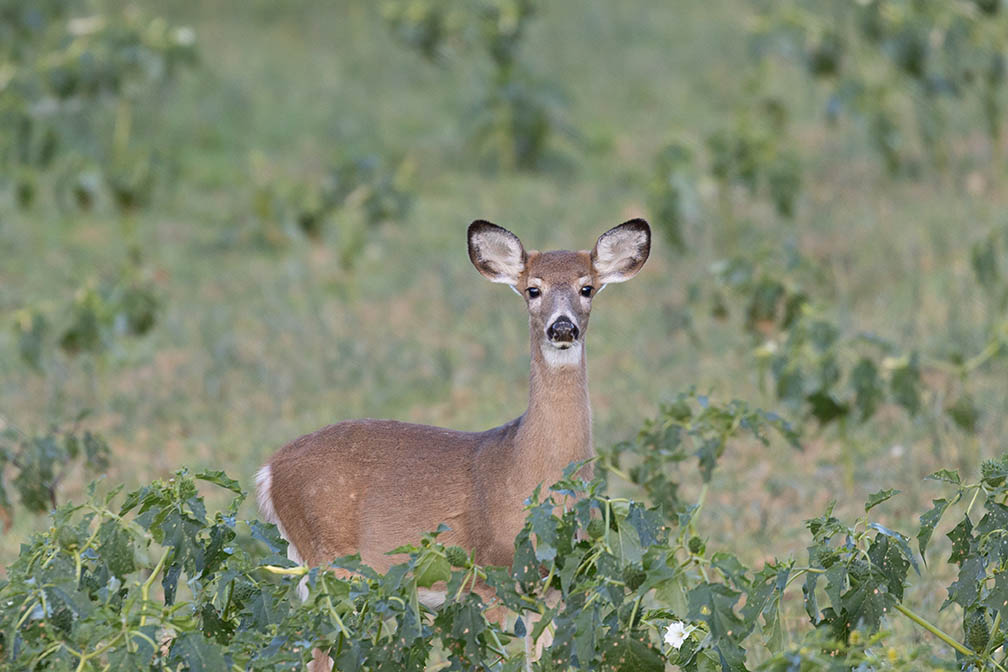 White Tail Deer