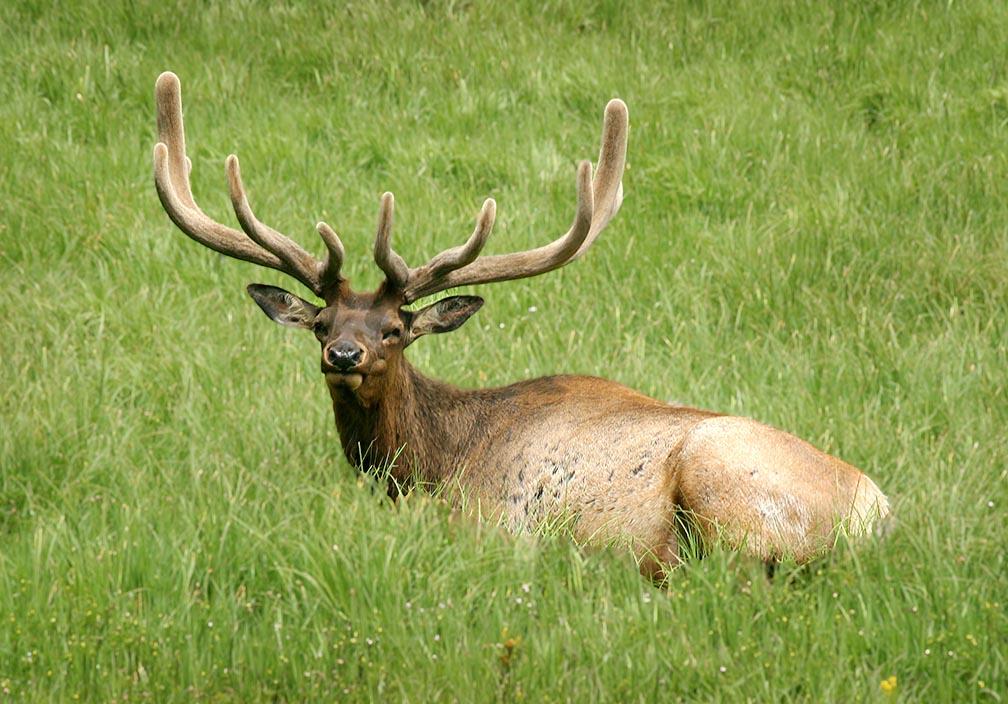 Yellowstone Elk