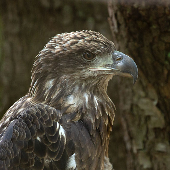 Immature Bald Eagle