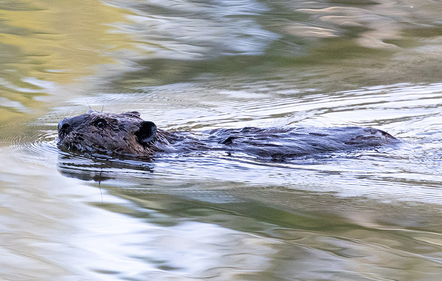 beaver 