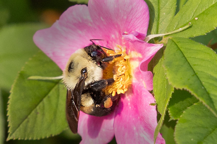 Bee