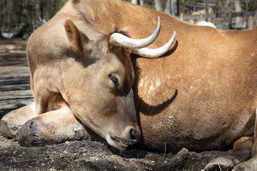 Bull sleeping in the sun