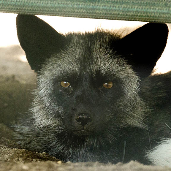 Cape May Zoo animal