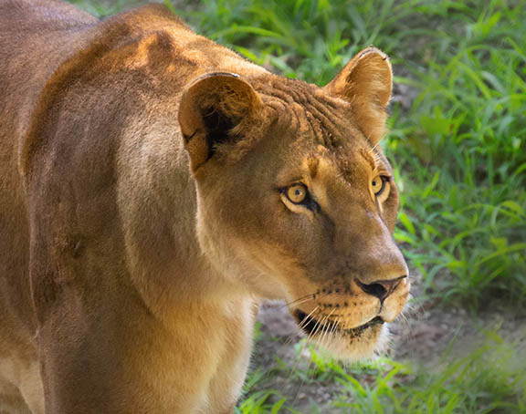 Female Lion