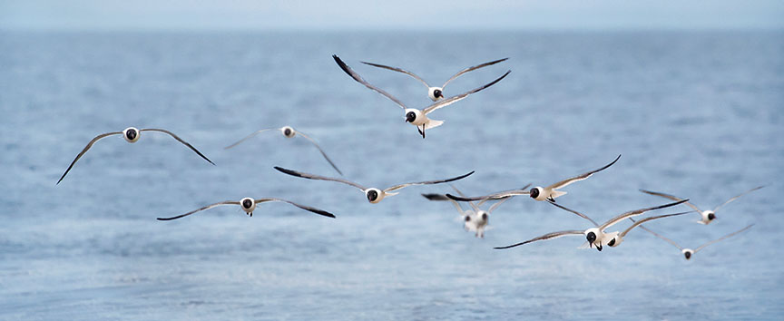 Flock of Cape May seagulls in flight