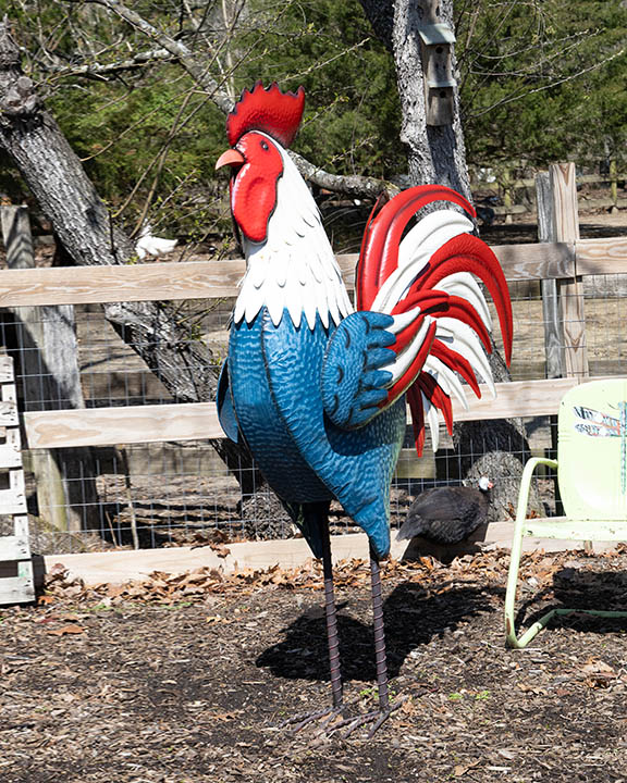 Garden rooster