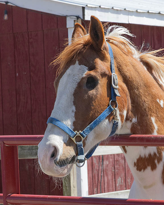 horse