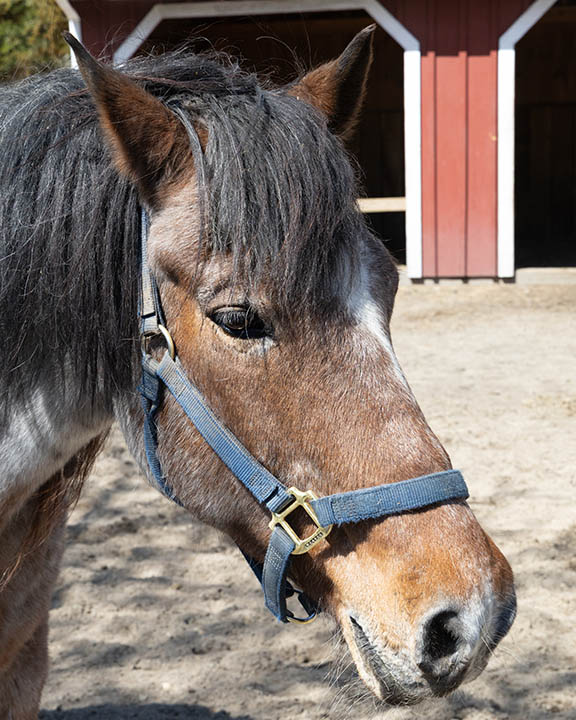 horse