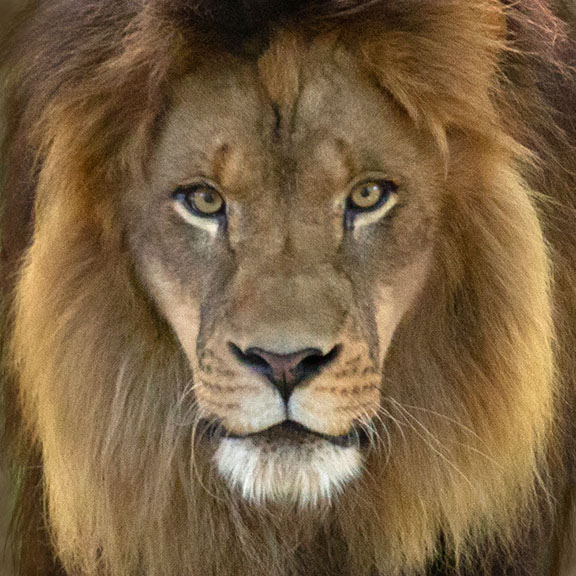 Male Lion