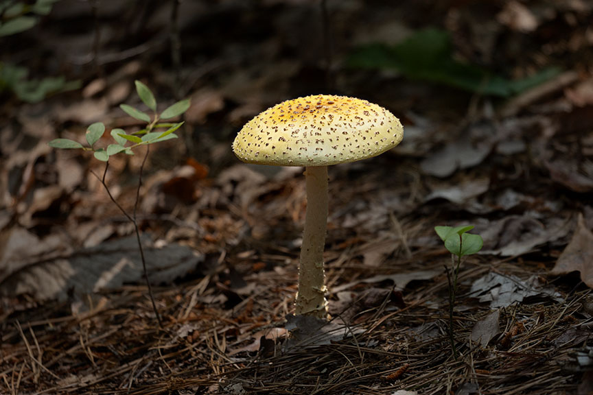 mushroom