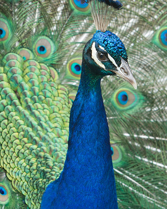 Peacock