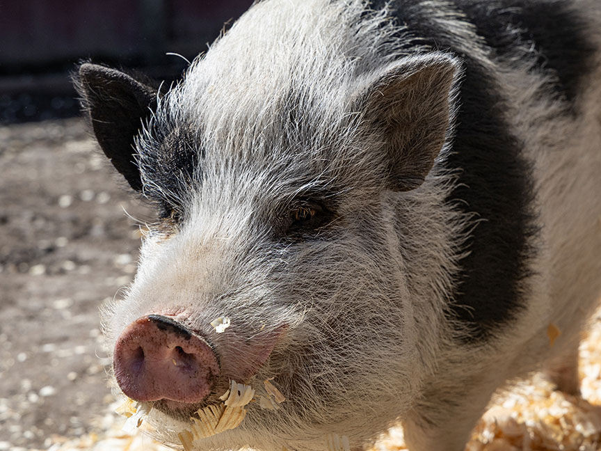 pig