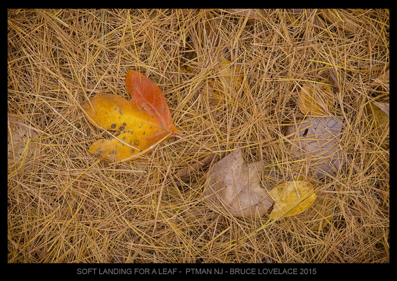 Pine needles-Fall Leaves-Nature photo by Bruce Lovelace 2015