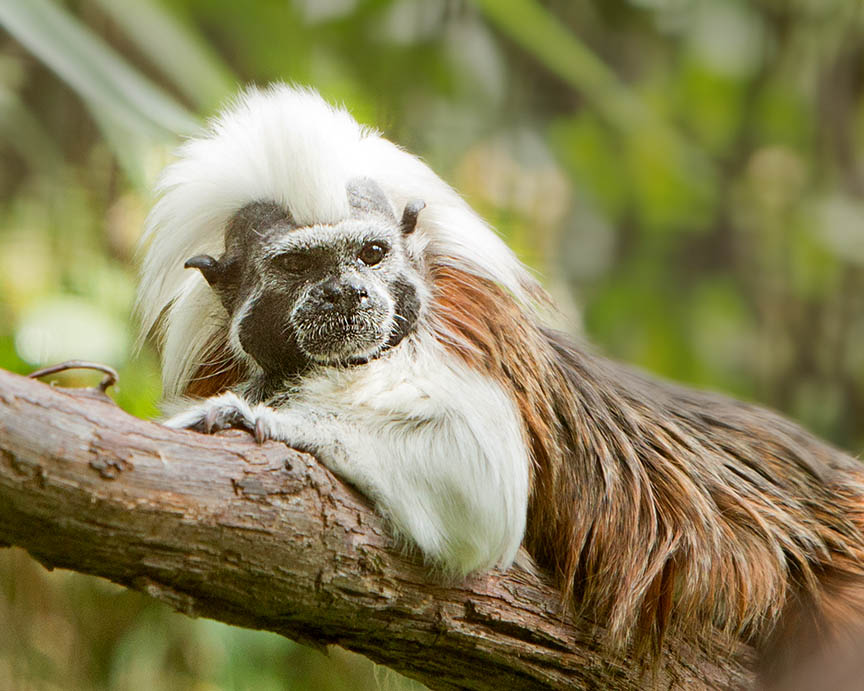 Tamarin