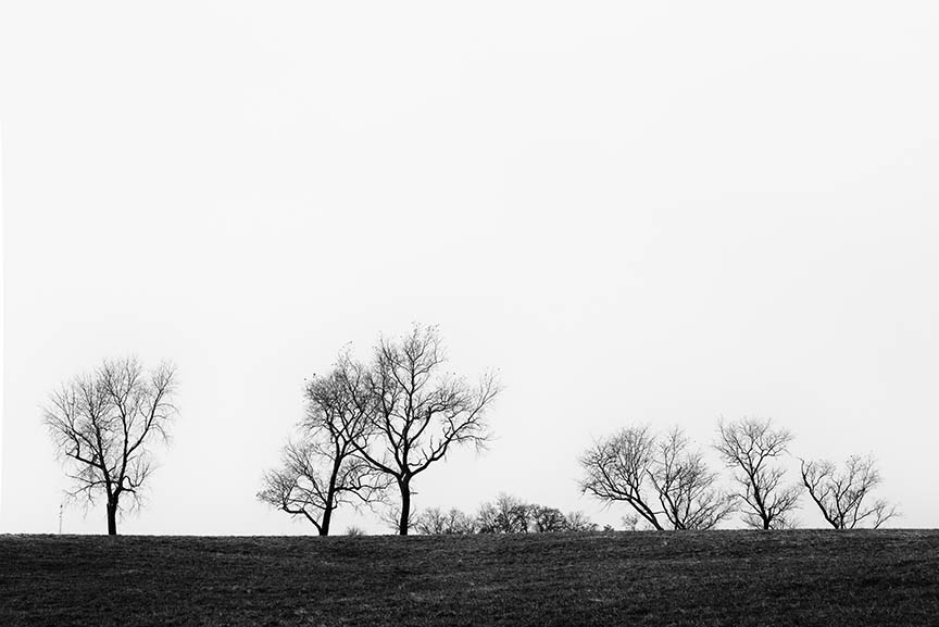 Black and White Salem Landscape