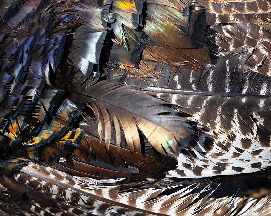 turkey feather abstract