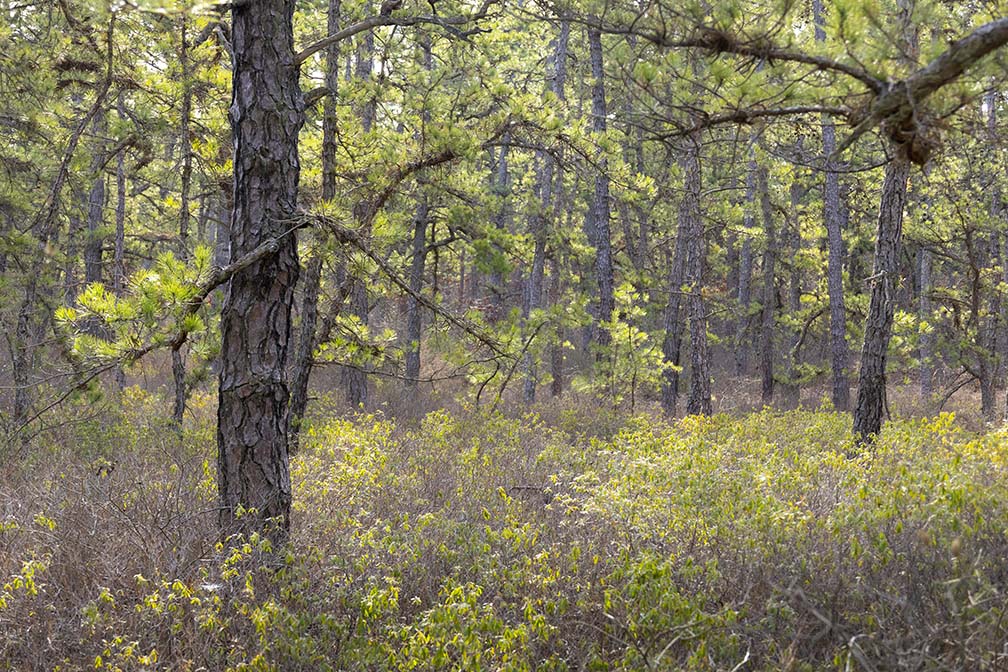 Typical Pine Barrens View