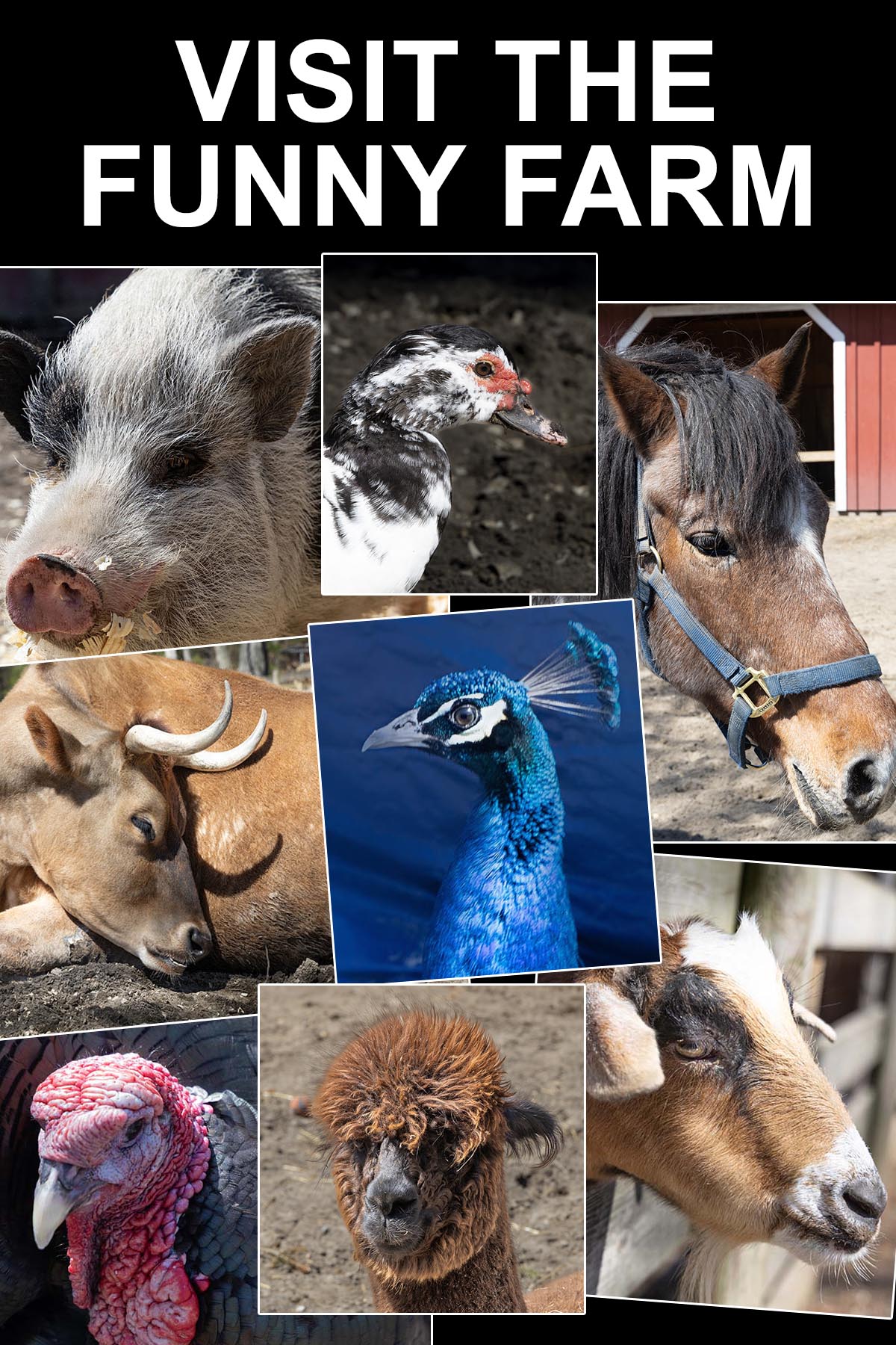 Visit Funny Farm
