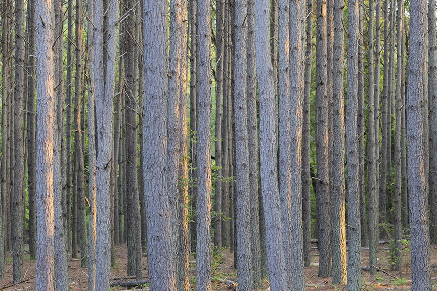sunlit trees