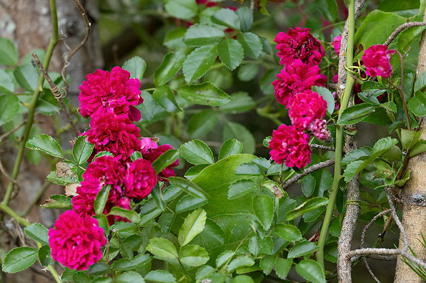 climbing red rose