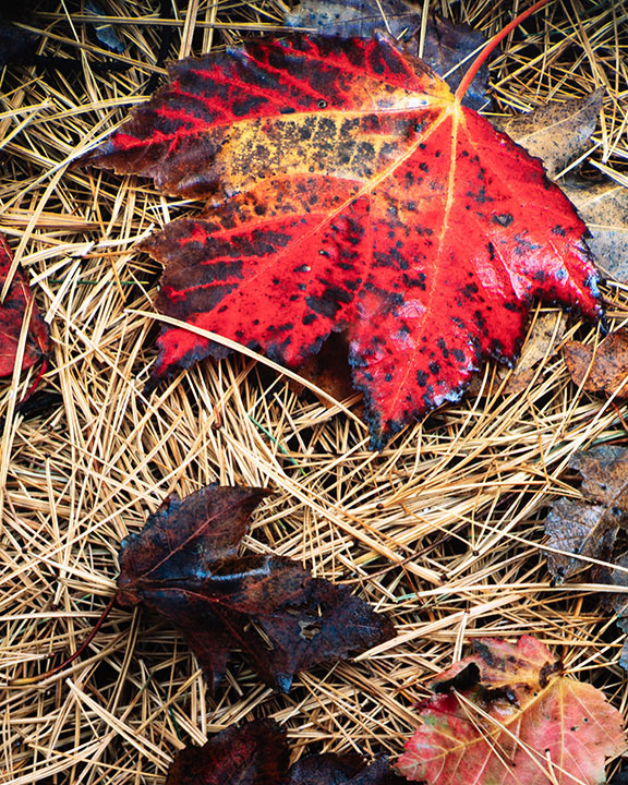 Red Maple Leaf
