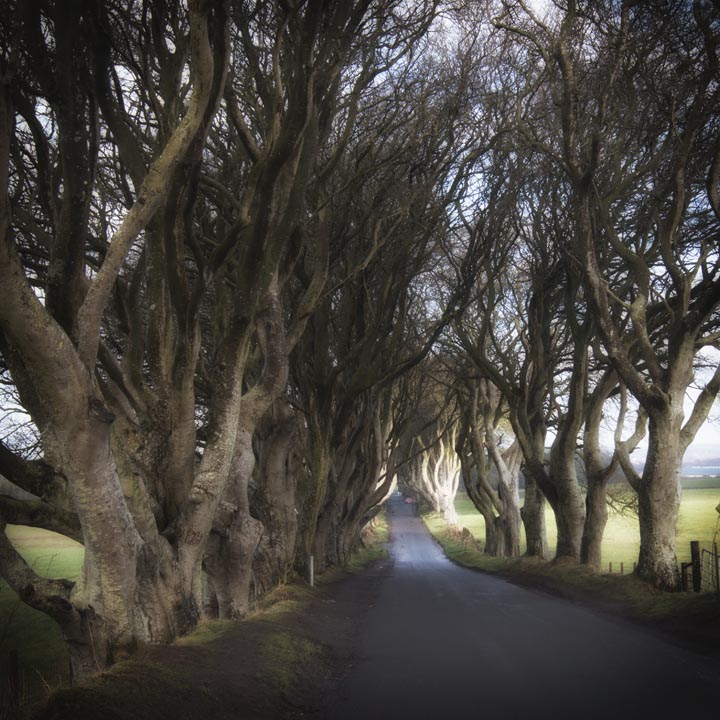 Dark Hedges-Game of Thrones