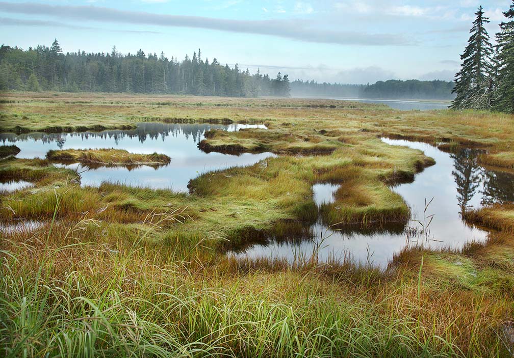 Acadia Marsh