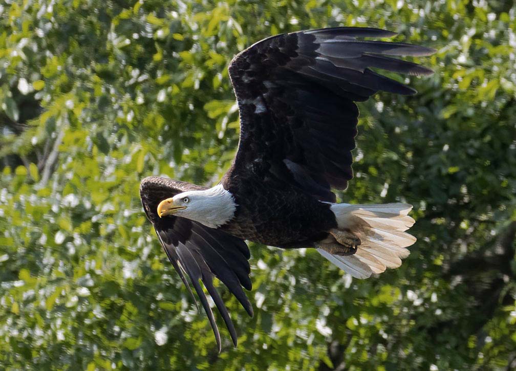 Bald eagle in flight