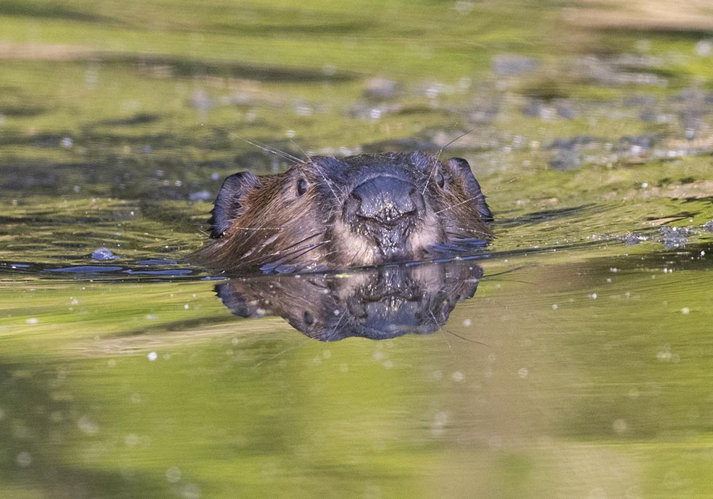 Alcyon Lake beaver