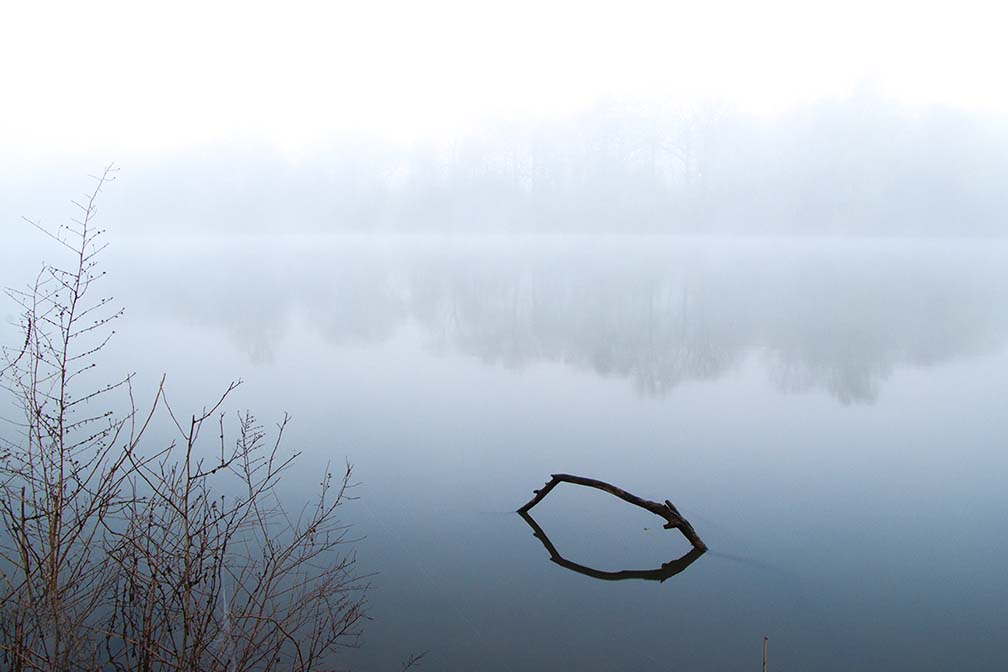 Alcyon Lake fog