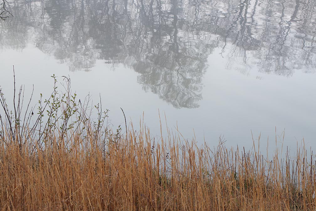 Alcyon fog abstract