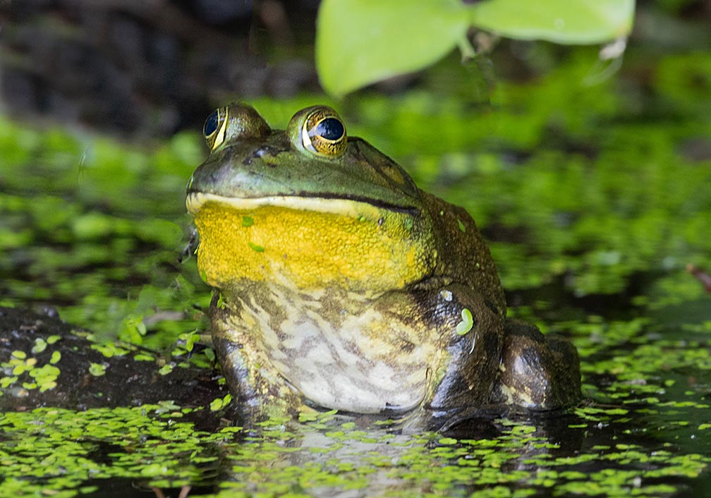 Frog in lake