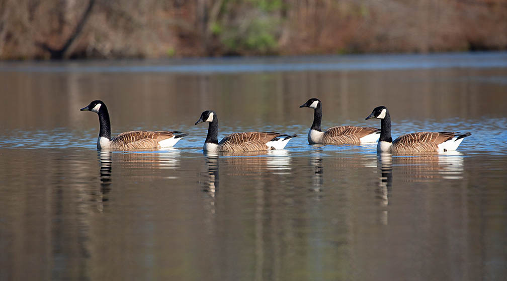 4 Ducks on water