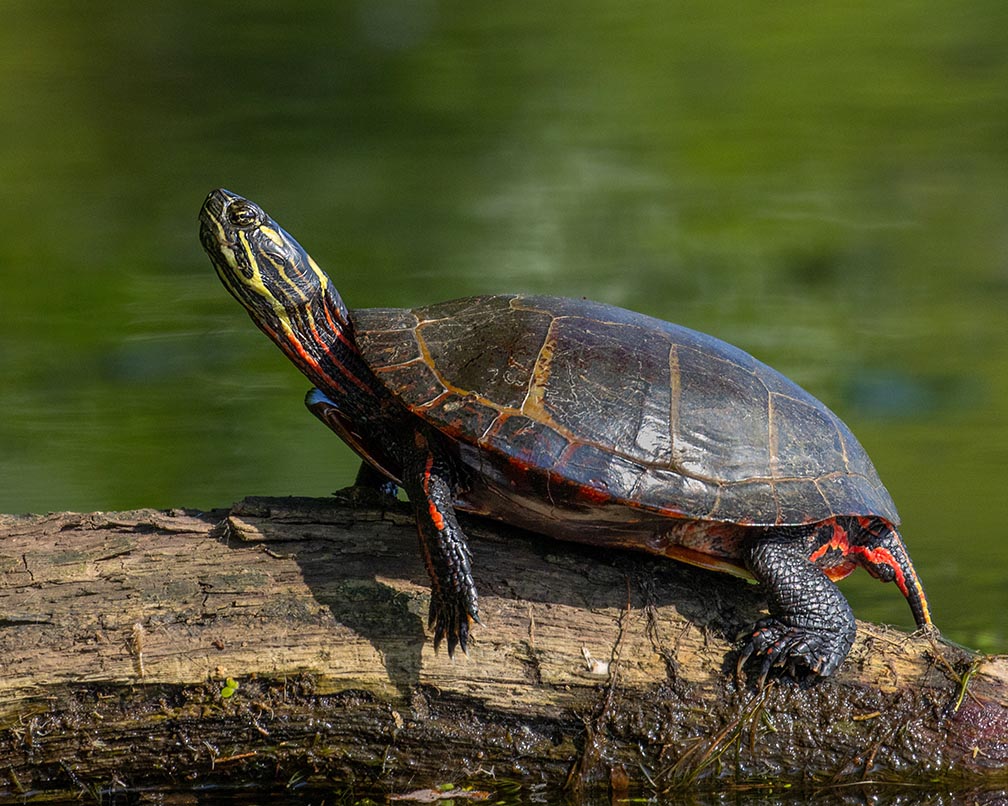 Solo Painted Turtle at Alcyon Lake