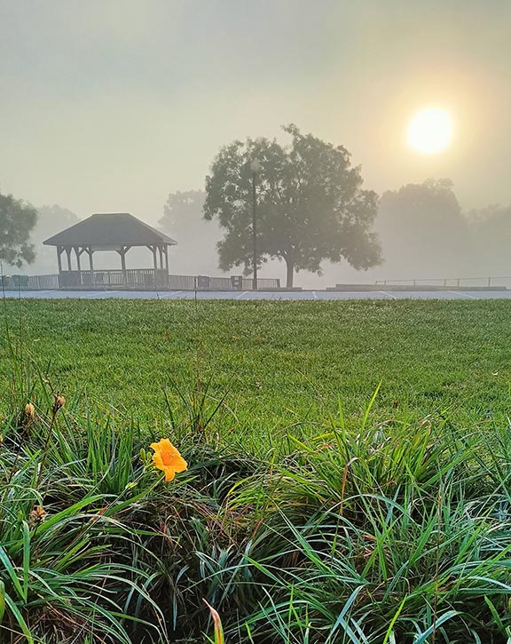 Flower at Alcyon Lake Park