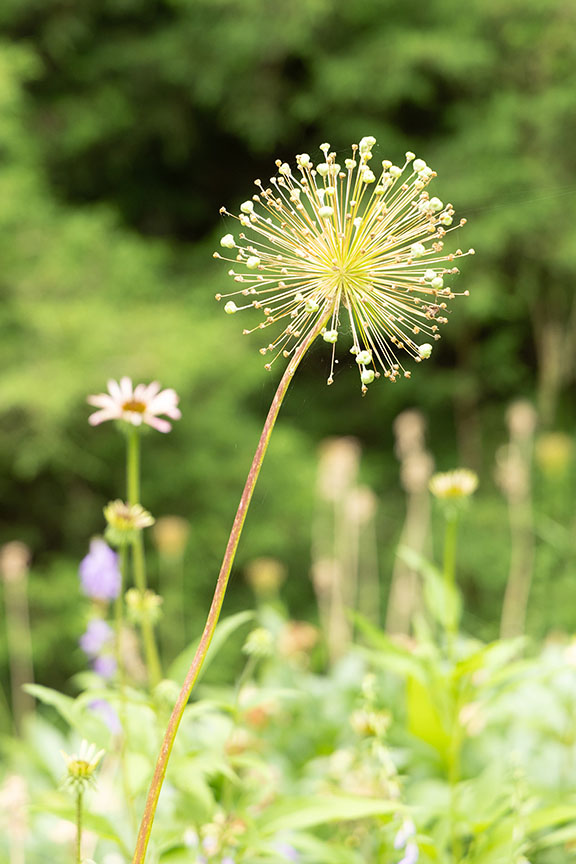 Alumni Gardens Flower