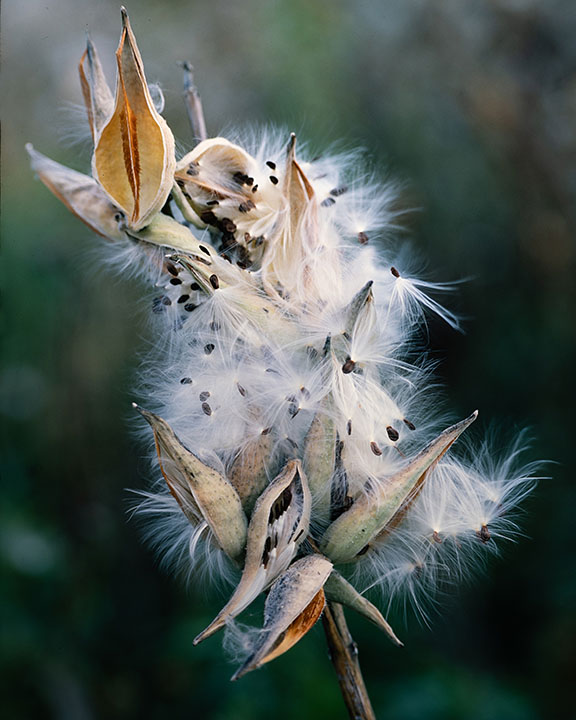 Milkweed Seed Pod