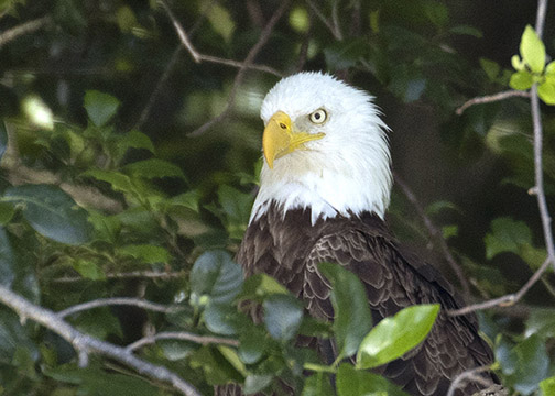 Perched Bald Eagle