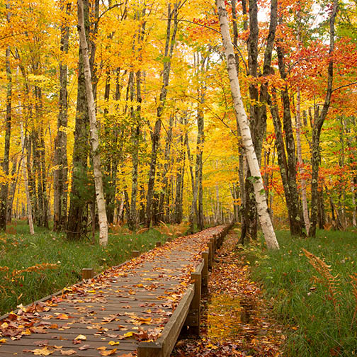 Jessup Path Acadia Fall