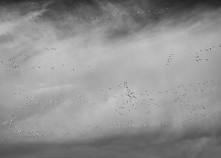 Flocks of snow geese in flight